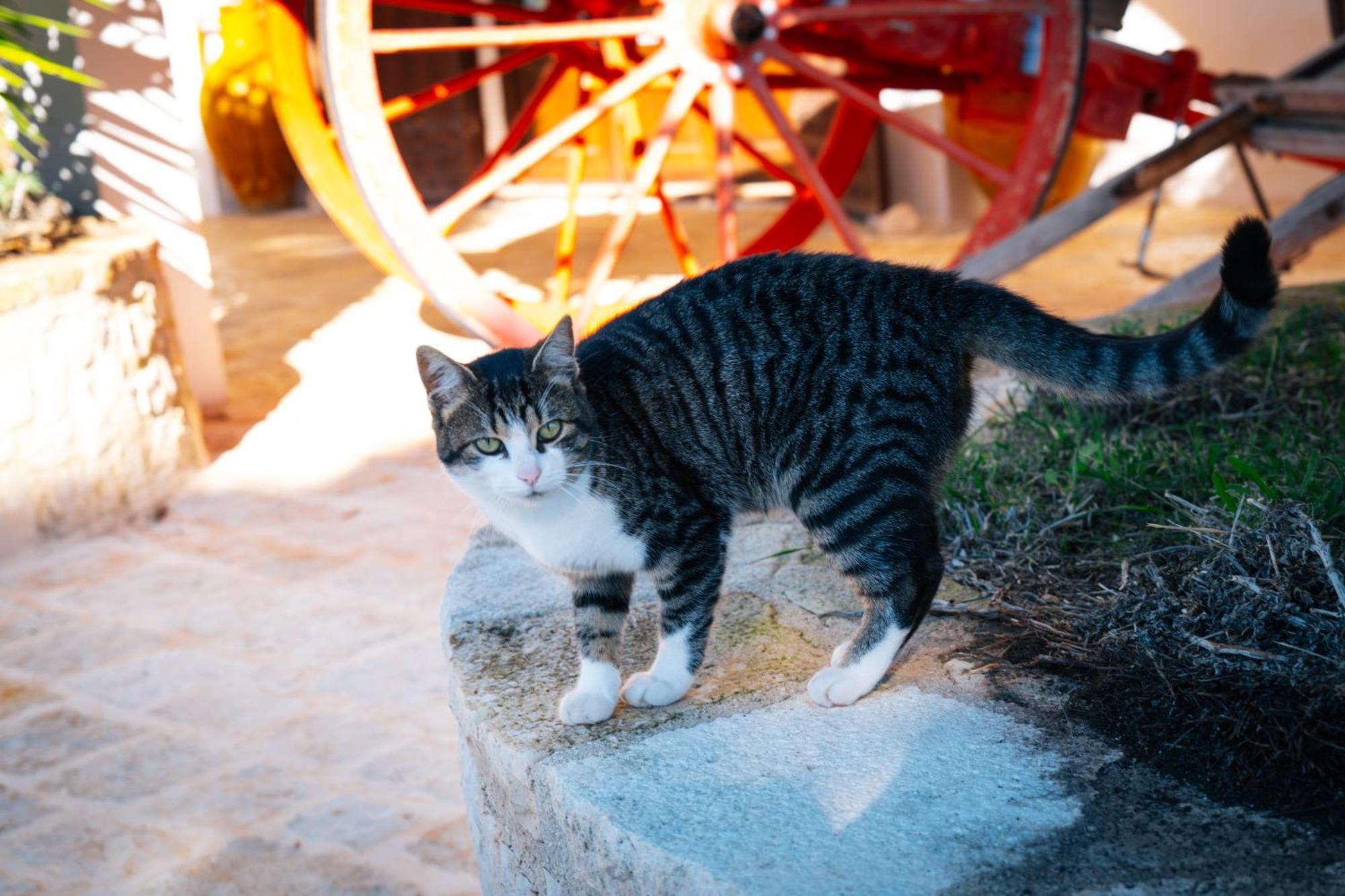 Masseria Pilano Crispiano Kültér fotó
