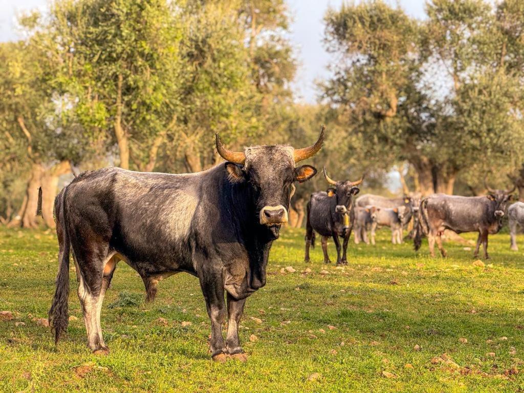 Masseria Pilano Crispiano Kültér fotó